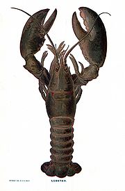 American Lobster homarus americanus -- Wikipedia